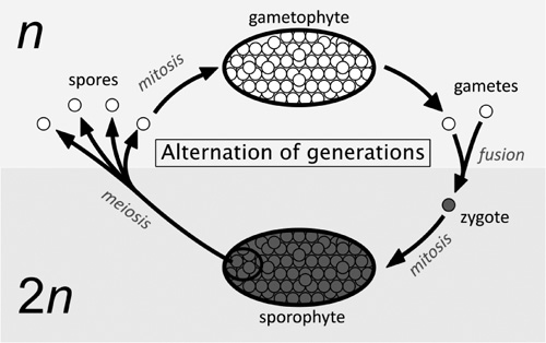 what-is-the-alternation-of-generations-in-plants-the-handy-biology